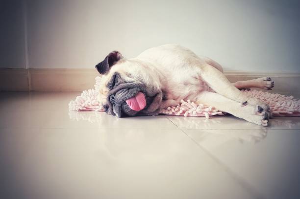 симпатичный мопс собака сон отдых на полу, над ковриком и языком торчали в ленивое время - relaxation dreams summer sleeping стоковые фото и изображения