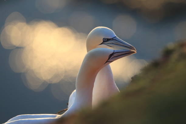 Northern Gannet (Morus bassanus) Heligoland Germany