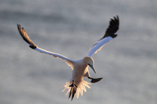 istock Northern Gannet (Morus bassanus) Heligoland Germany 950271004