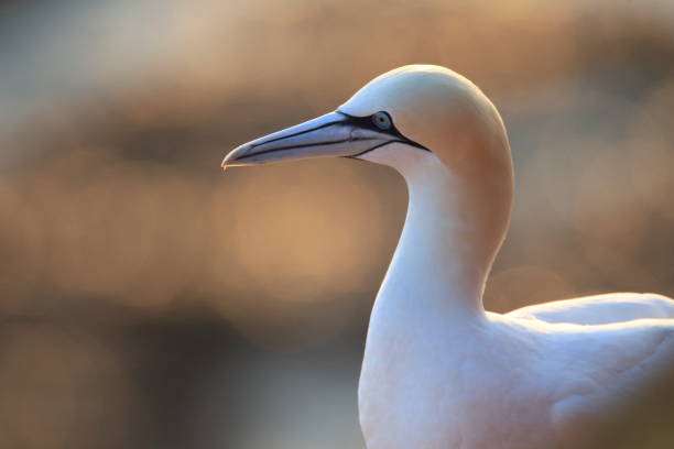 istock Northern Gannet (Morus bassanus) Heligoland Germany 950271460