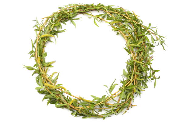 istock Wreath of green  willow branches isolated on white background. 950271772