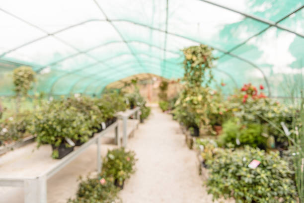 istock Defocused background with interiors of a greenhouse 950271872