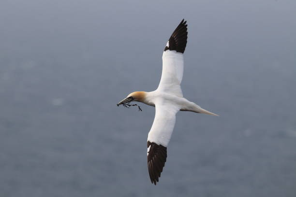 istock Northern Gannet (Morus bassanus) with material for nest building Helgoland Germany 950271956