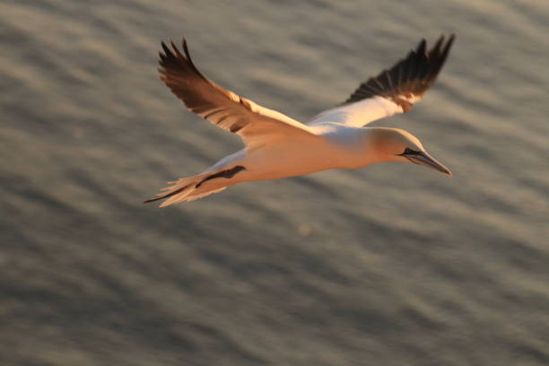 Northern Gannet (Morus bassanus) Heligoland Germany