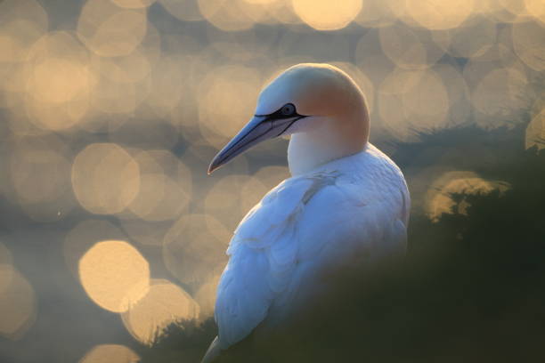 Northern Gannet (Morus bassanus) Heligoland Germany