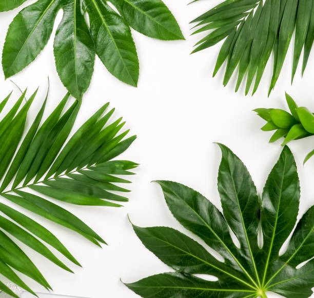 istock Abstract frame made of green tropical  leaves on white background. Flat lay, top view. 950272246
