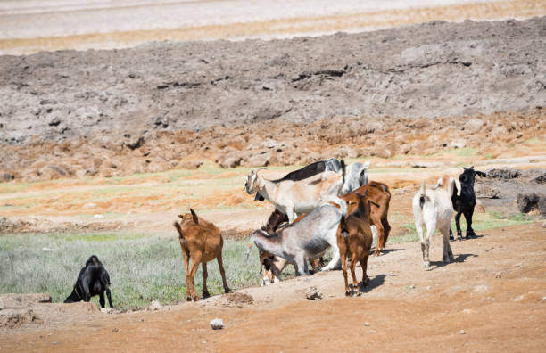 istock Goats finding water, Atacama, Chile, volcanic landscape 950272346
