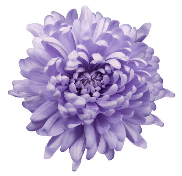 istock Light  violet chrysanthemum.  Flower  on a white isolated background with clipping path. Close-up. no shadows.  Nature. 950272370