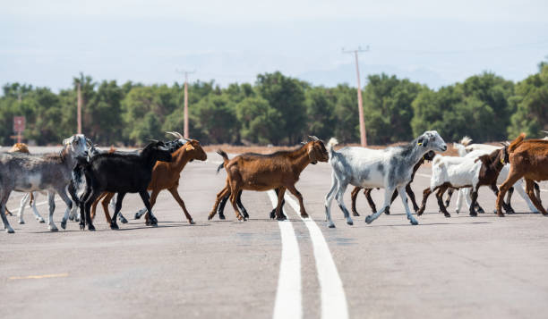 istock Goats crossing road, Atacama, Chile. Volcano in backgound 950273680