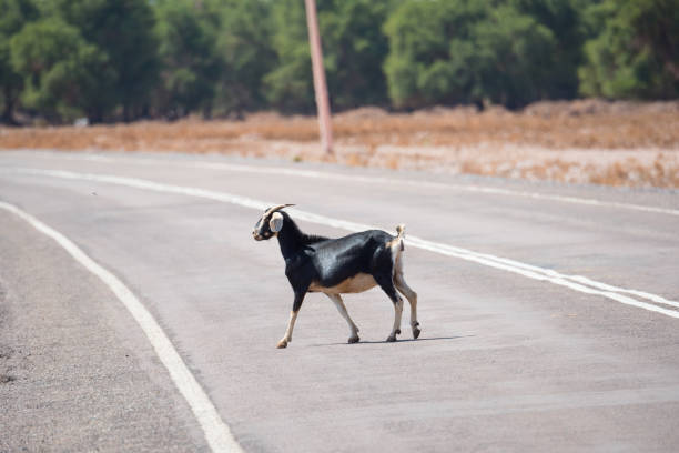 Goat crossing road, Atacama, Chile. Volcano in backgound