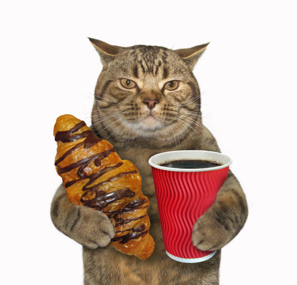 kot z czekoladową bułką i kawą - food and drink croissant french culture bakery zdjęcia i obrazy z banku zdjęć
