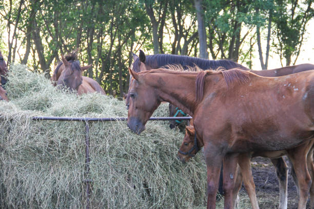 istock horses in the Argentine countryside 950275108
