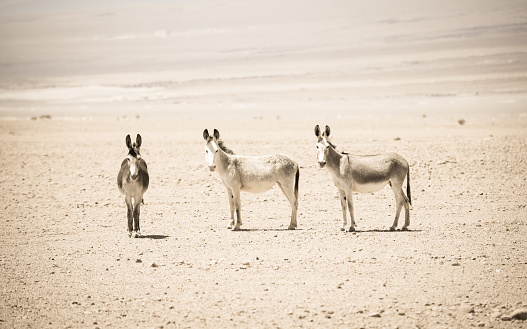 Two brown donkeys stand on a green meadow and look directly into the camera with their ears up. Full format, high resolution photographed with copy space