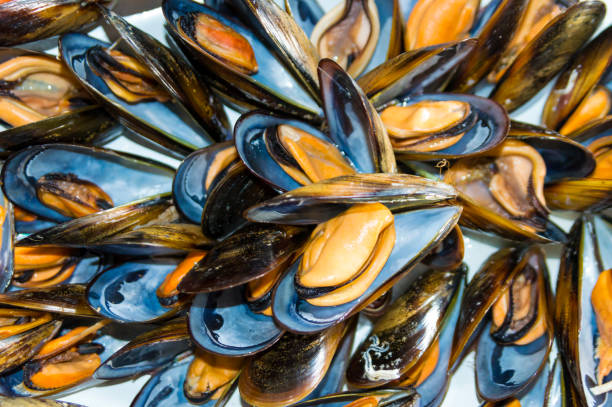 Plate of steamed mussels. Steamed galician mussels. mussel stock pictures, royalty-free photos & images