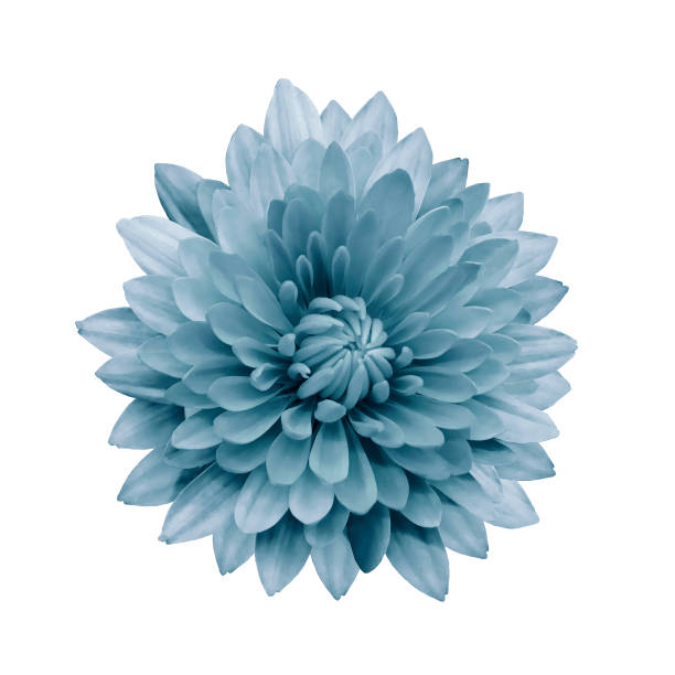 istock Light turquoise  flower dahlia  on a white isolated background with clipping path.   Closeup.  no shadows.  For design.  Nature. 950276704