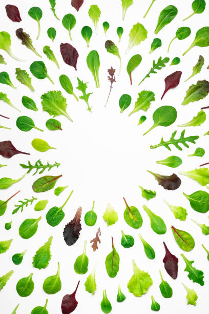 istock Frame of different salad leaves on white background 950280418