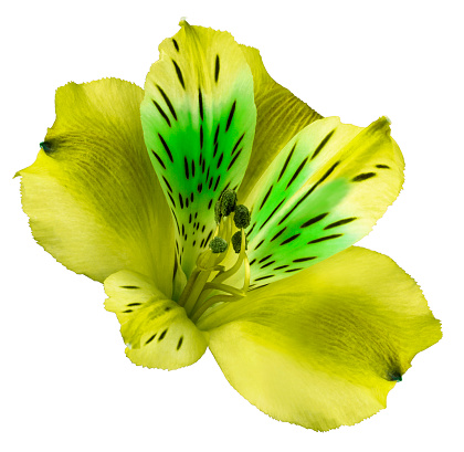 Flower  yellow alstroemeria  on a white isolated background with clipping path.   Closeup.  no shadows.  For design.  Nature.