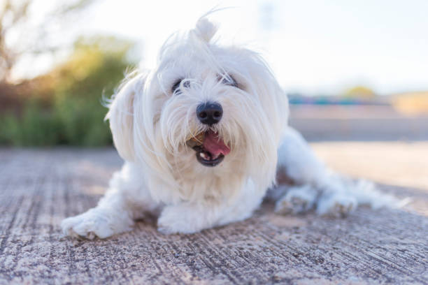 istock Maltese bichon on the ground. 950280880