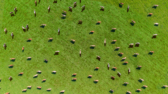 Vista aérea de un prado con vacas photo