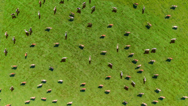 vista aerea di un prato con mucche - pascolare foto e immagini stock