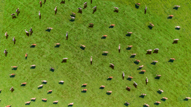 A meadow with many cows taken from the air with a drone. Aerial view direct from above