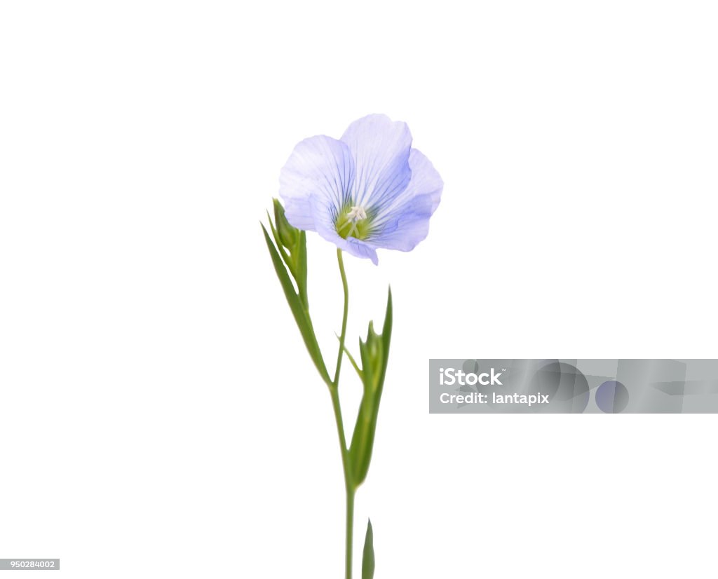 Common flax isolated on white Flax Crop Stock Photo