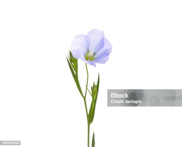 Common Flax Isolated On White Stock Photo - Download Image Now - Flax Crop, Flax Seed, Flower