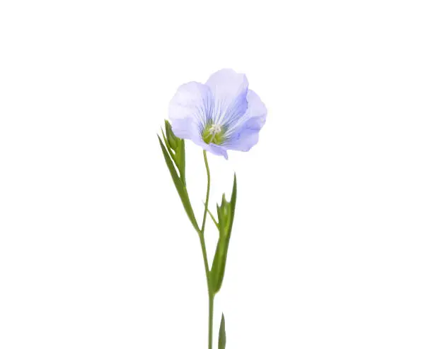 Photo of Common flax isolated on white