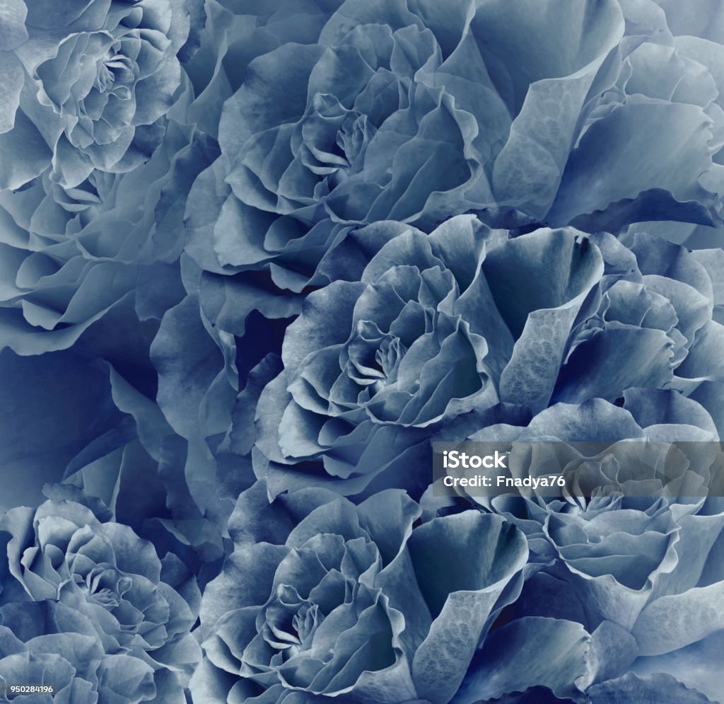 Floral Vintage Blue Beautiful Background Flower Composition Bouquet Of  Flowers From Dark Blue Roses Closeup Nature Stock Photo - Download Image  Now - iStock