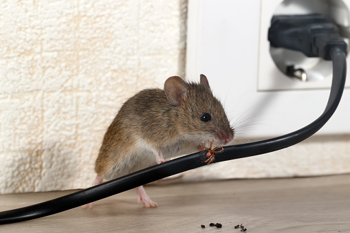 Closeup ratón ROE el alambre en una casa de apartamentos photo