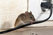 Closeup mouse gnaws wire  in an apartment house