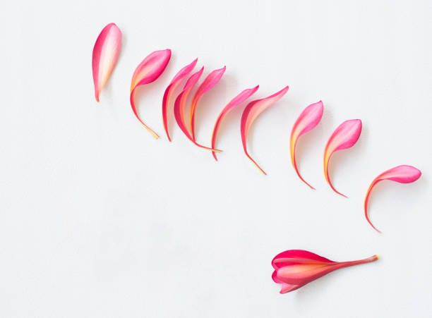 istock Beautiful flowers background on flat lay style. 950284950