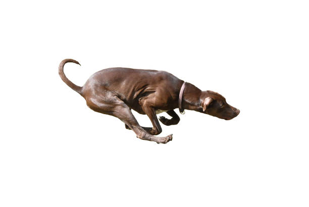 istock Dog full speed hunting on isolated background 950285050