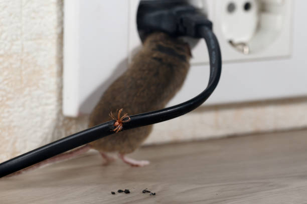 istock Closeup chewing wire. Mouse climbs into electric outlet. 950287584