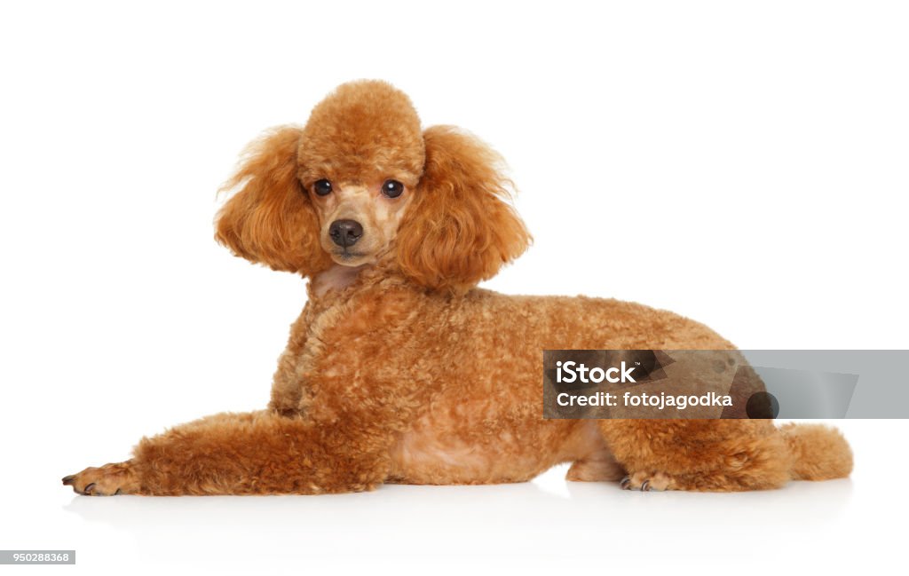 Red Toy Poodle puppy lying on white background Toy poodle puppy lying over white background Poodle Stock Photo