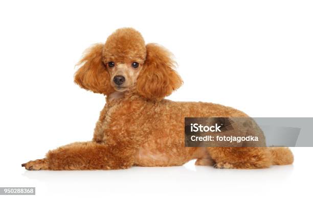 Red Toy Poodle Puppy Lying On White Background Stock Photo - Download Image Now - Poodle, White Background, Toy Poodle