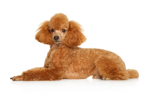 Toy poodle puppy lying over white background