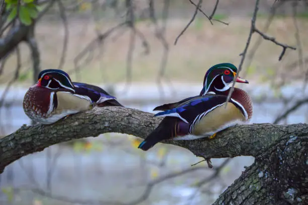 Wood ducks rest in a tree branch over a river