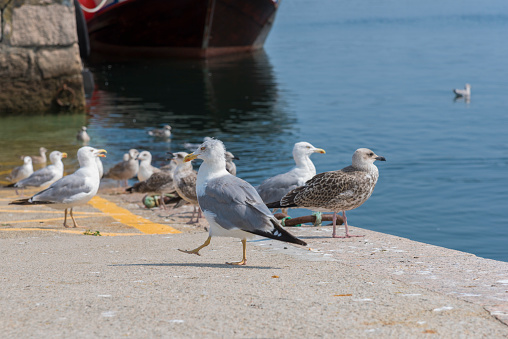 Seagulls in a dock.