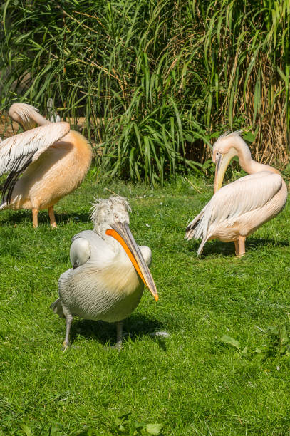 istock Kinky Pelican at the Prague Zoo 950292364