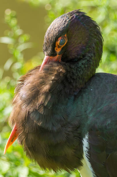 black stork at the Prague Zoo stock photo