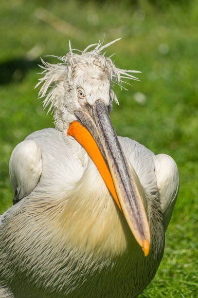 Kinky Pelican at the Prague Zoo stock photo