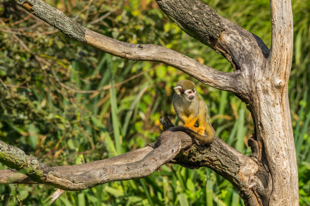 squirrel monkey on the tree stock photo