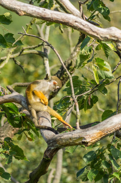 squirrel monkey on the tree stock photo