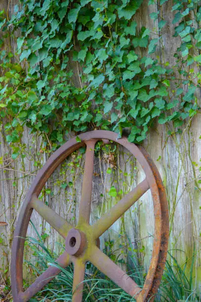 A wagon wheel shows it's age as it leans against an ivy covered barn