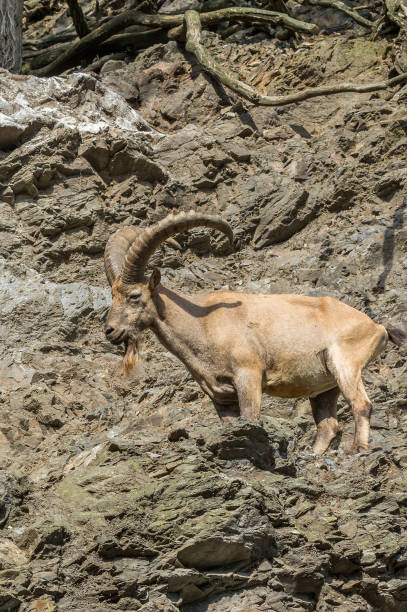 Mountain goat at the Prague Zoo stock photo