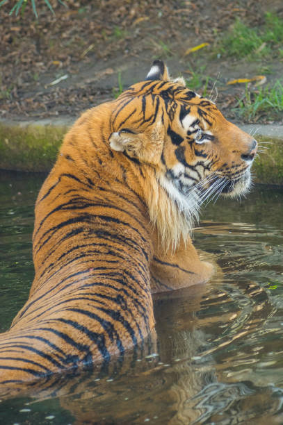 tiger at the Prague Zoo stock photo