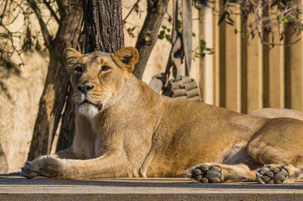 Endangered species of big cats endemic to Gujarat, India