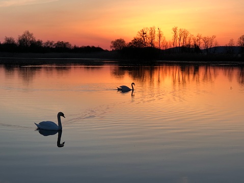 Two swans swimming on a lake with a dramatic sky.