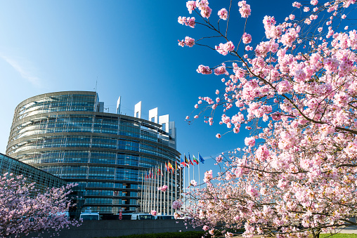 Strasbourg: European Parliament building with cherry tree in bloom sakura flowers on a warm spring morning with all European union flags waving